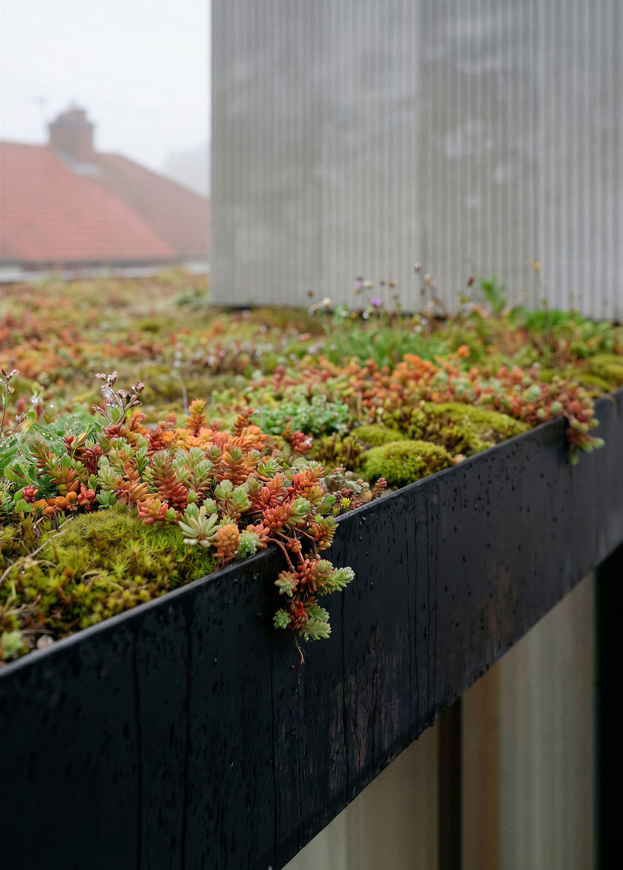 Detail of the sedum roof at Hills Avenue, Cambridge, its mosses and succulents wet with rain against the clay tile roofs of neighbouring houses.